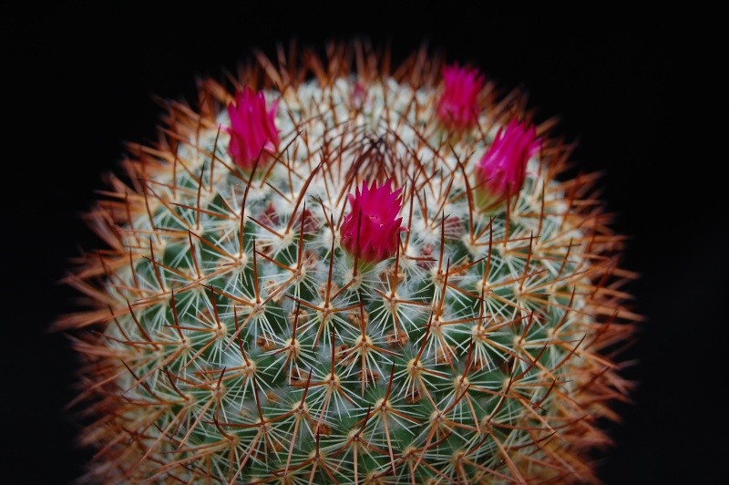 Mammillaria wiesingeri ssp. apamensis REP 910