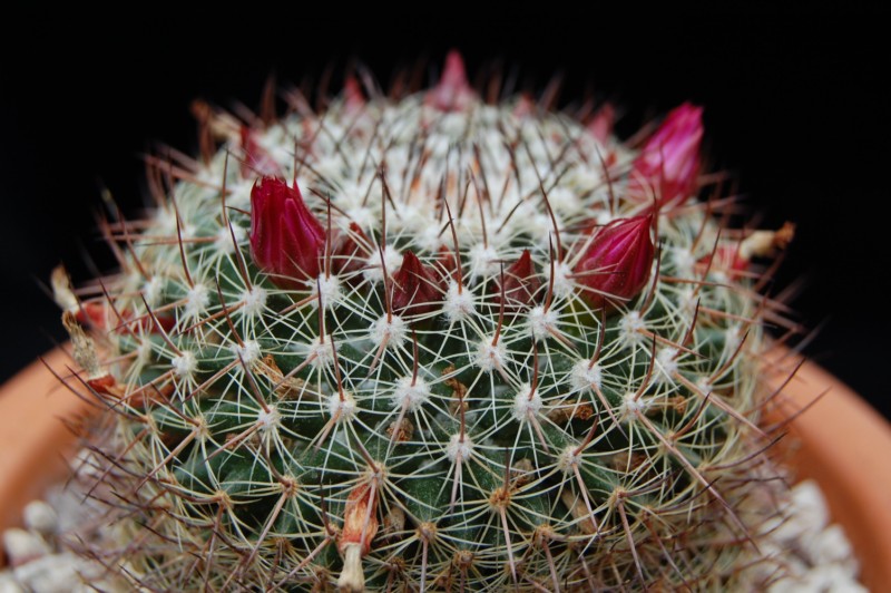 Mammillaria wiesingeri ssp. apamensis v. pratensis REP 1099