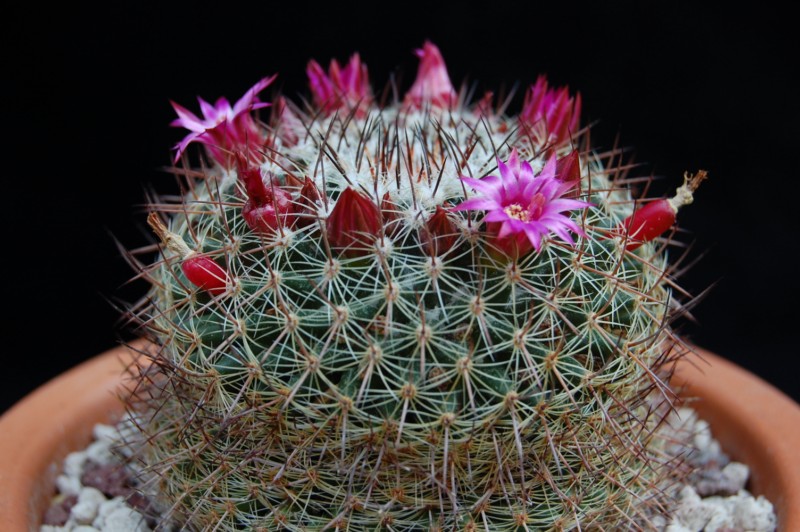 Mammillaria wiesingeri ssp. apamensis v. pratensis REP 1099