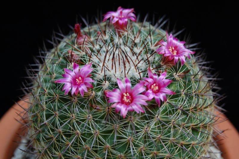 Mammillaria wiesingeri ssp. apamensis v. pratensis REP 1099