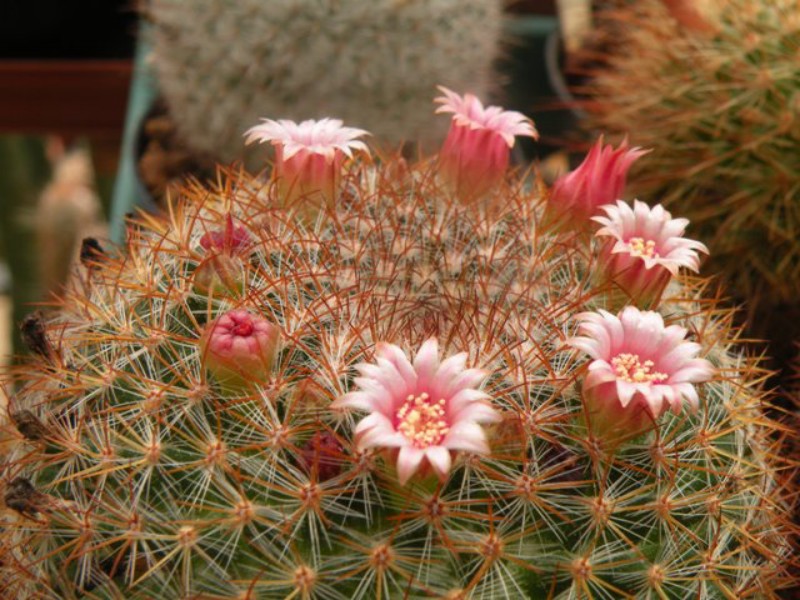 Mammillaria wiesingeri 