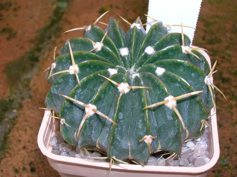 Wigginsia macroacantha 