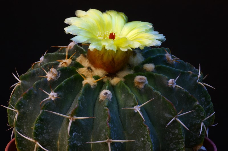 wigginsia macroacantha