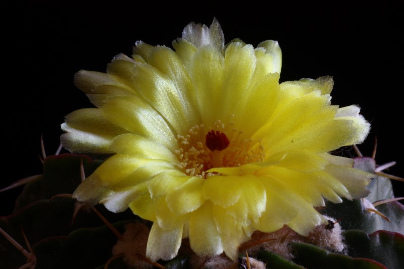 Wigginsia macroacantha 