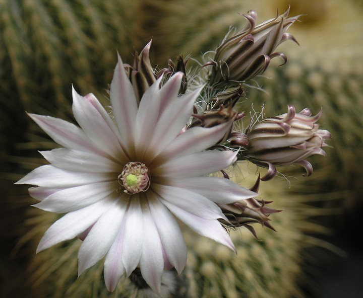 wilcoxia leucantha