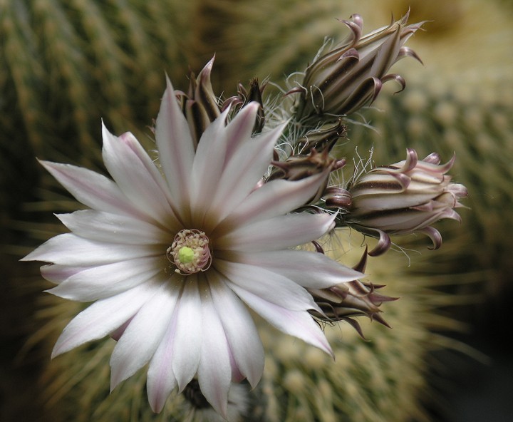 Wilcoxia leucantha 