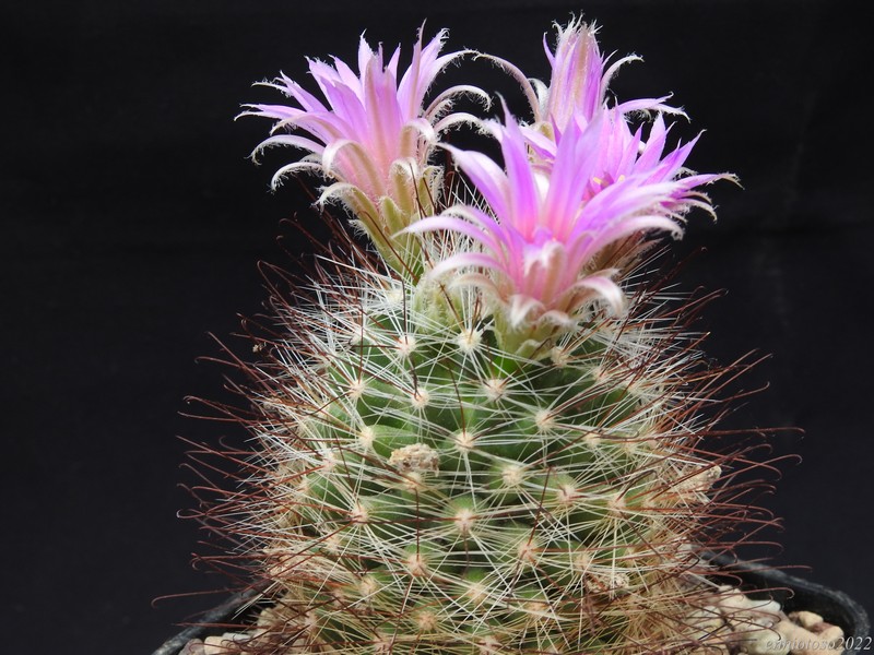 mammillaria wilcoxii