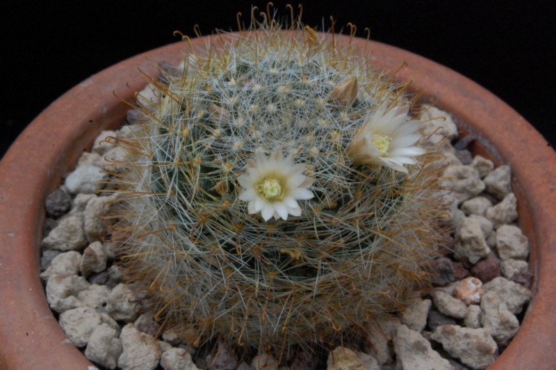 Mammillaria crinita ssp. wildii REP 1106