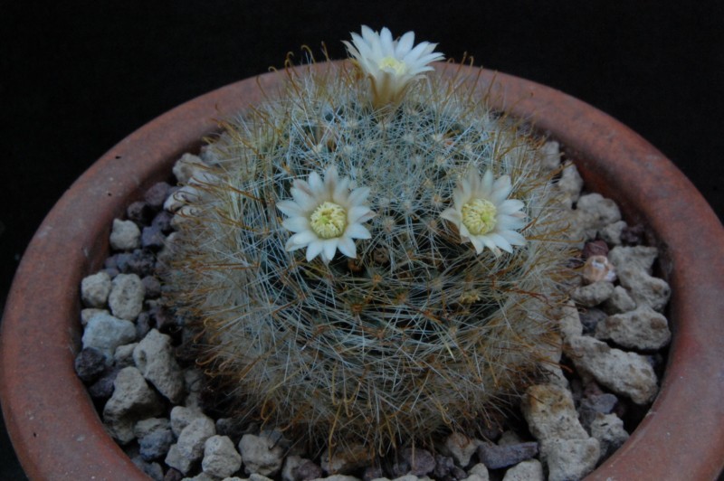 Mammillaria crinita ssp. wildii REP 1106