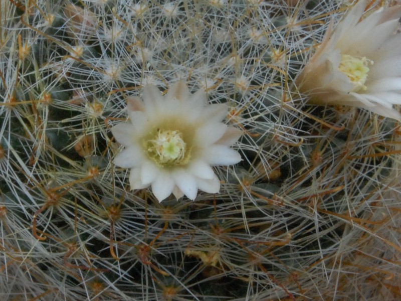 Mammillaria crinita ssp. wildii REP 1106