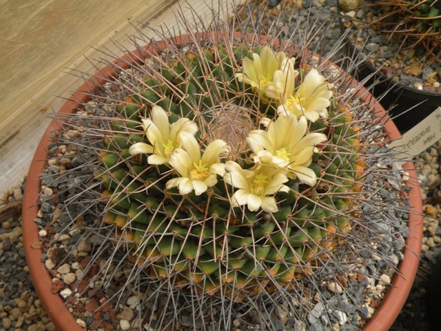 Mammillaria winterae Z 113