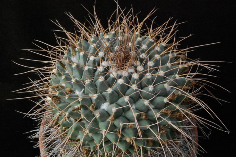 Mammillaria winterae Z 113