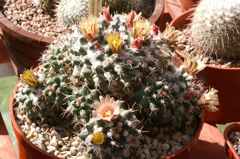 Mammillaria winterae ssp. aramberri CD 13/317