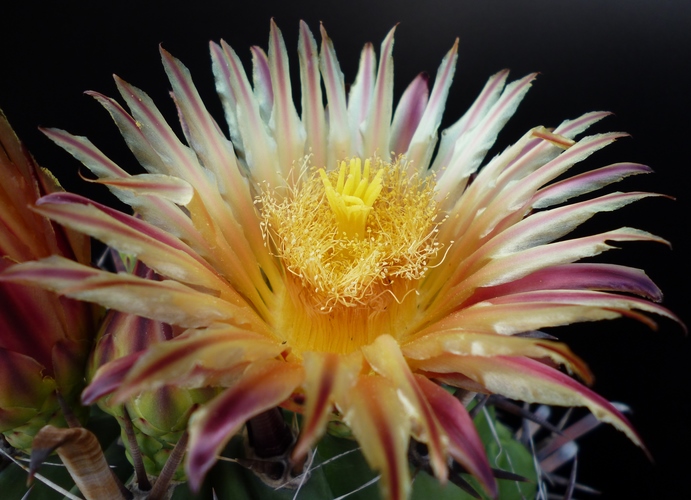 Ferocactus wislizeni ssp. herrerae 