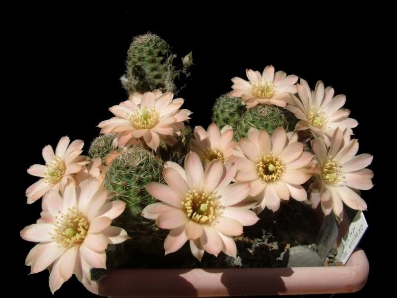 Rebutia pygmaea MN229