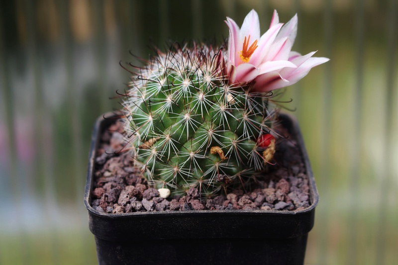 mammillaria hutchisoniana