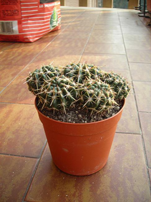 mammillaria  