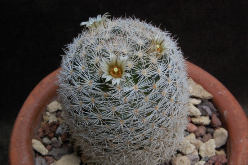 Mammillaria wohlschlageri 