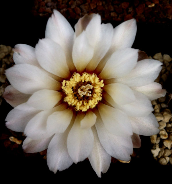 Gymnocalycium quehlianum 