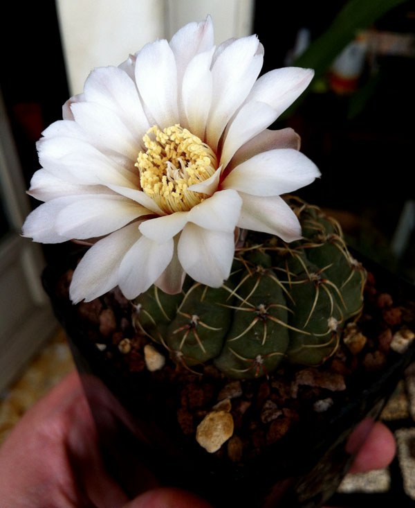 Gymnocalycium quehlianum 