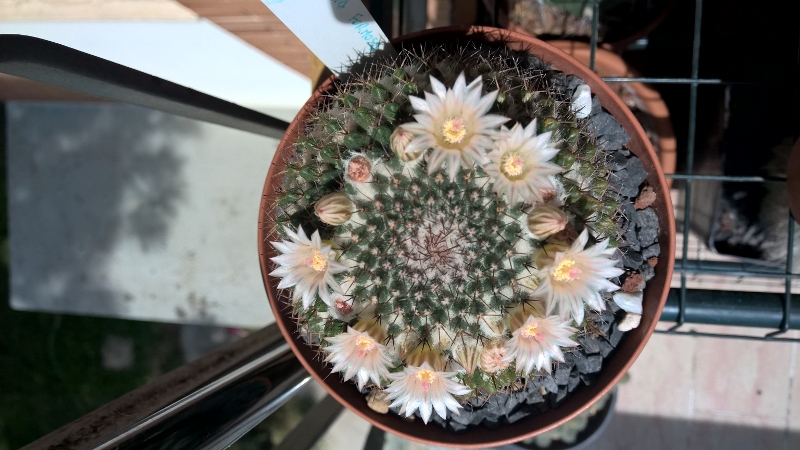 Mammillaria formosa 