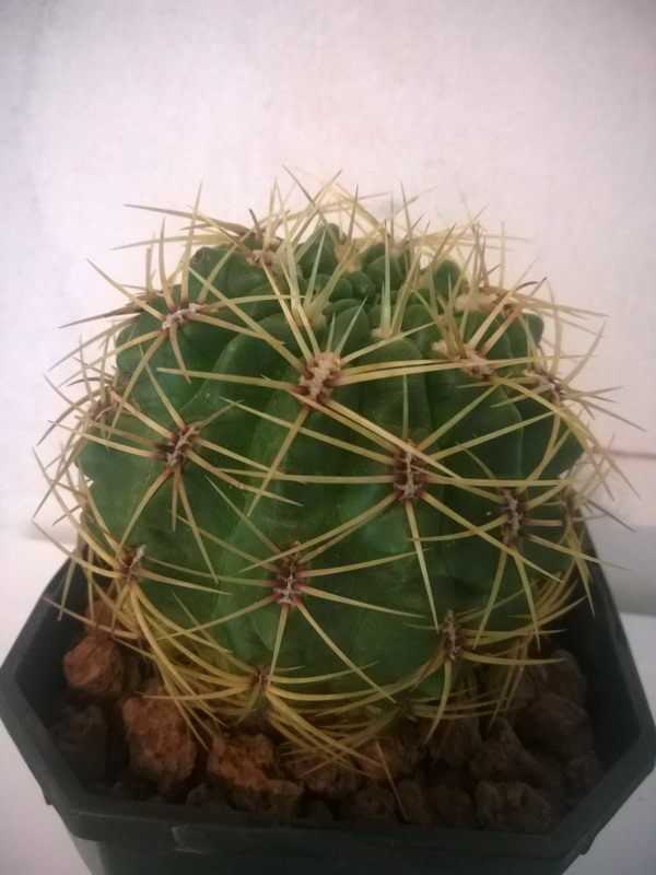 Gymnocalycium monvillei 