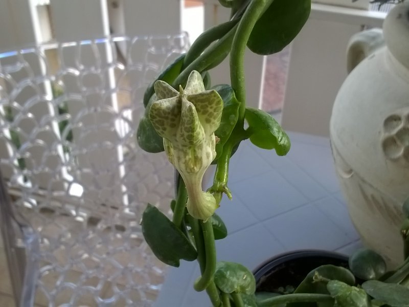 Ceropegia sandersonii 