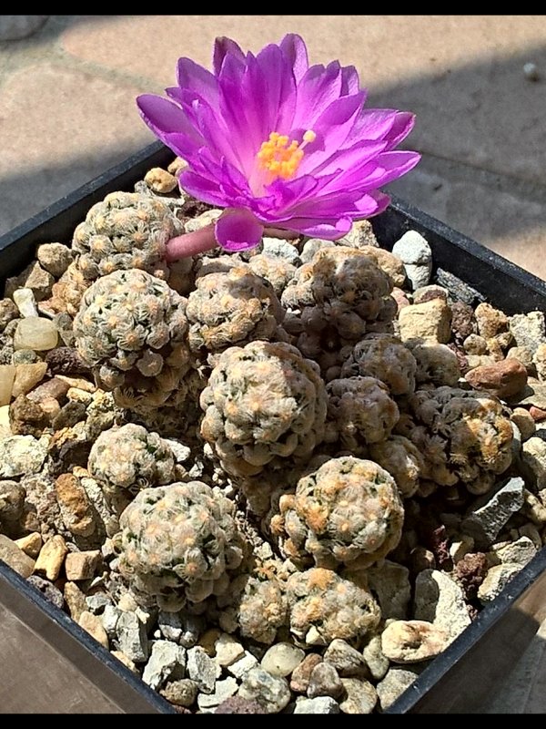 Mammillaria theresae 