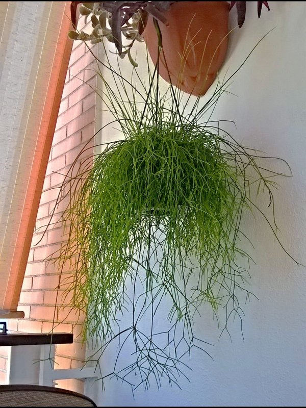 Rhipsalis cassutha 