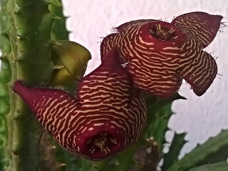 Tromotriche revoluta v. tigridia 