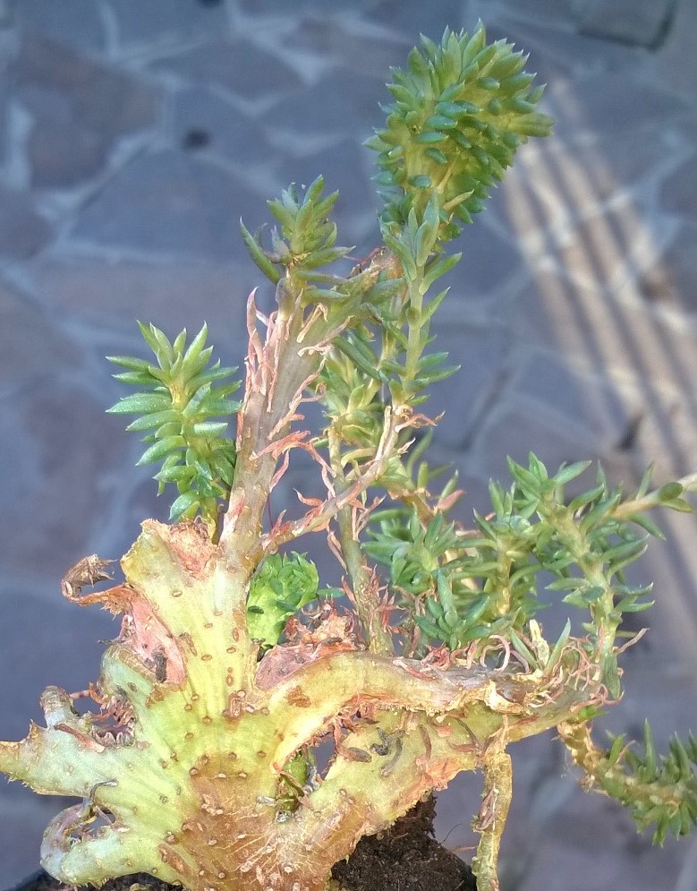 Sedum multiceps f. cristata 