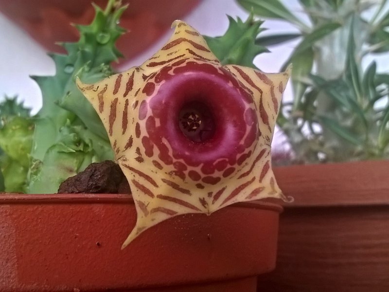 Huernia zebrina 