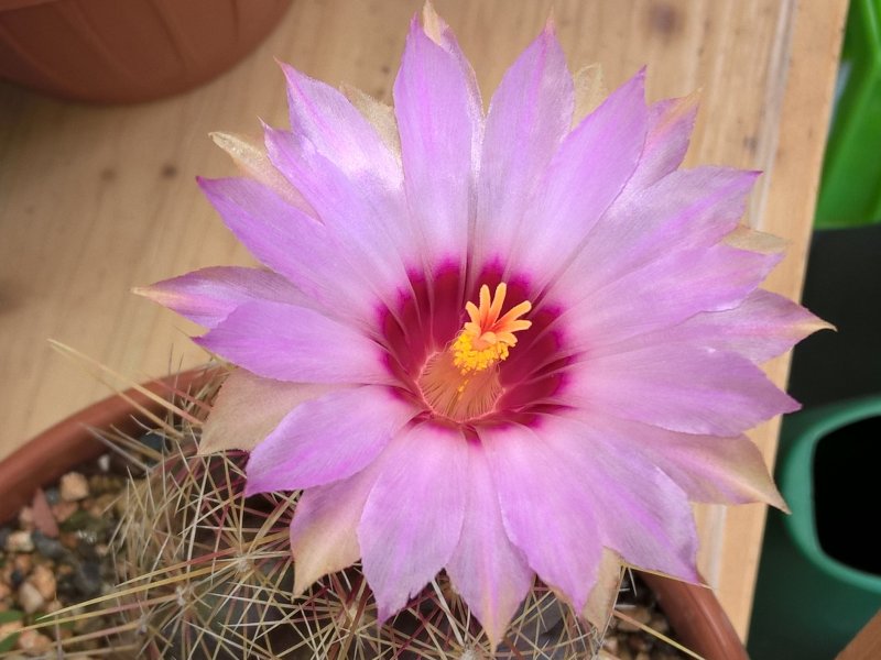 Thelocactus bicolor ssp. bolaensis 