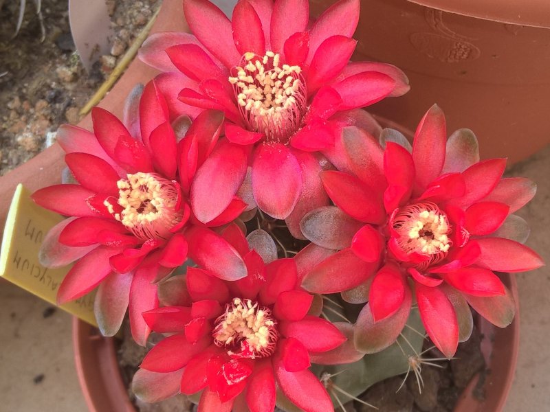 Gymnocalycium baldianum 