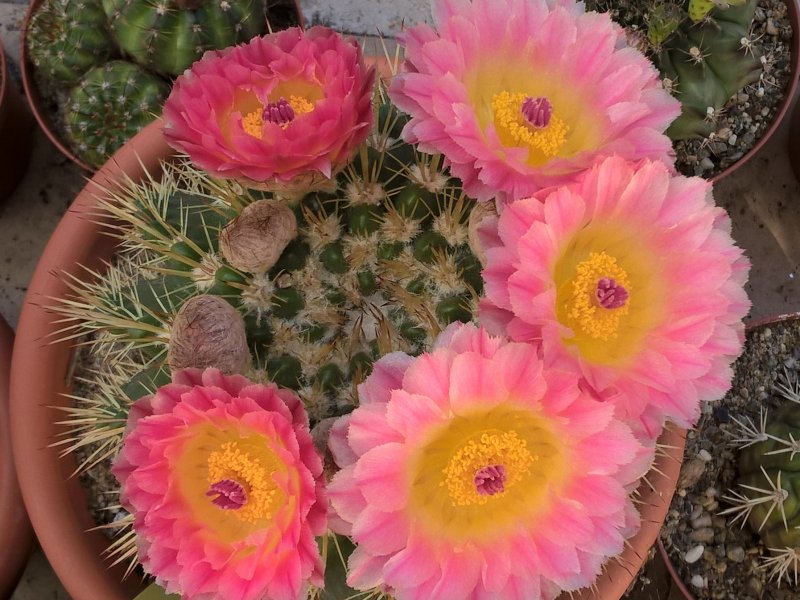 Parodia roseolutea 