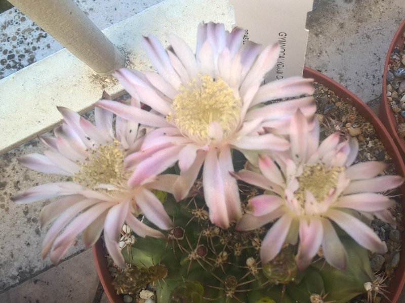 Gymnocalycium damsii 