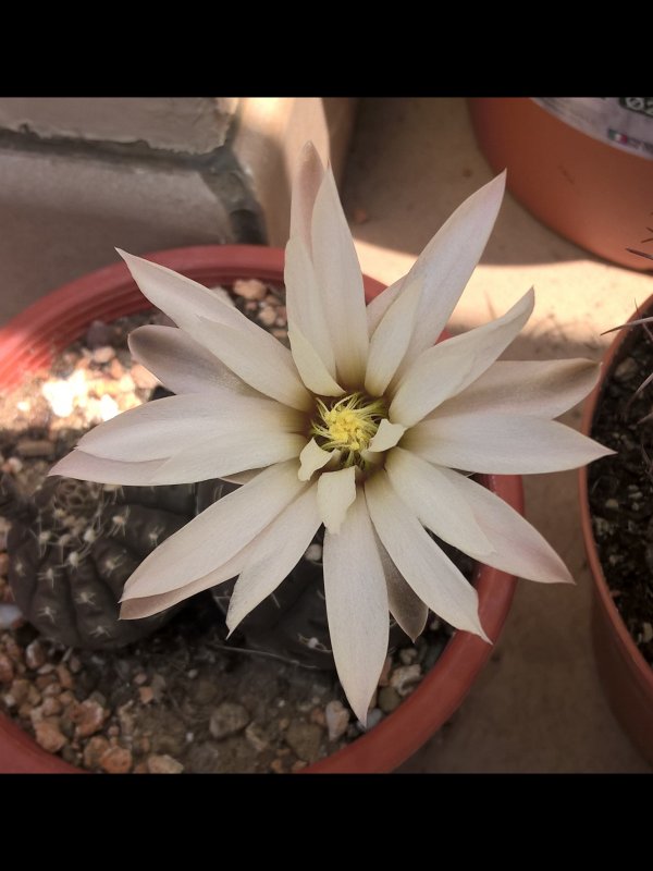 Gymnocalycium ragonesei 