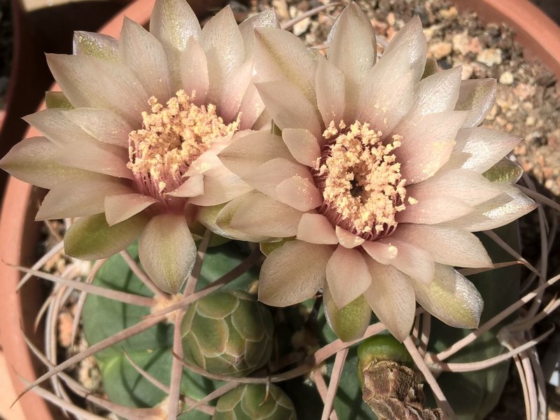 gymnocalycium catamarcense