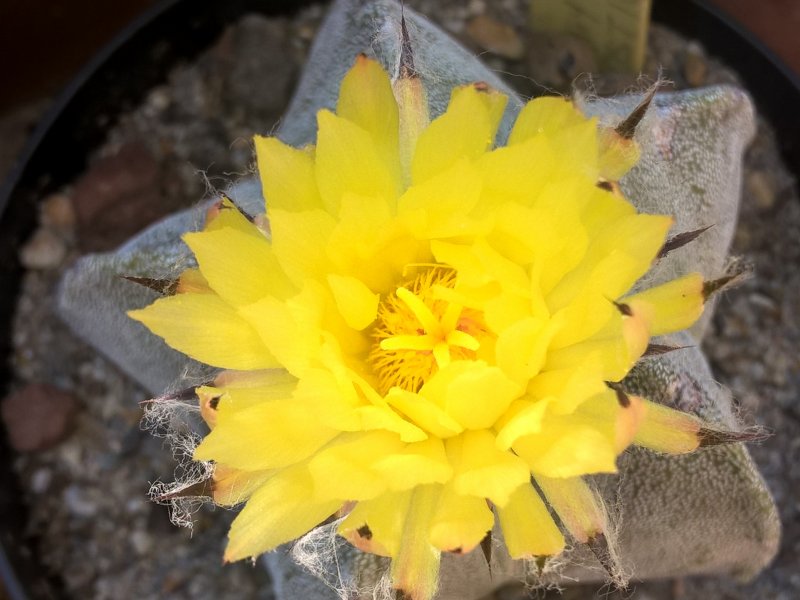 Astrophytum myriostigma 