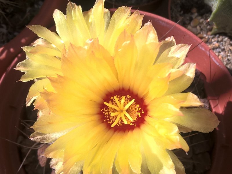 Astrophytum senile v. aureum 