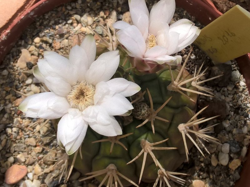 Gymnocalycium eurypleurum 