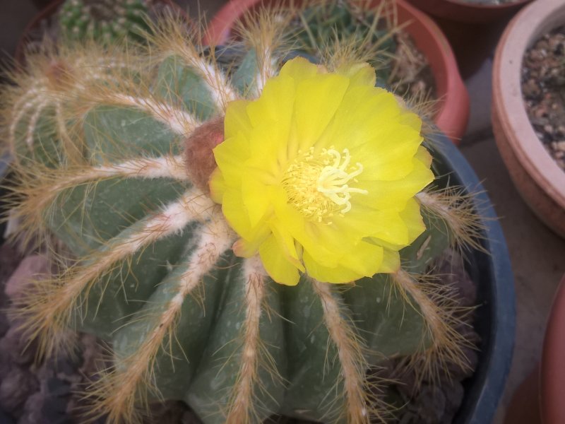 Parodia magnifica 