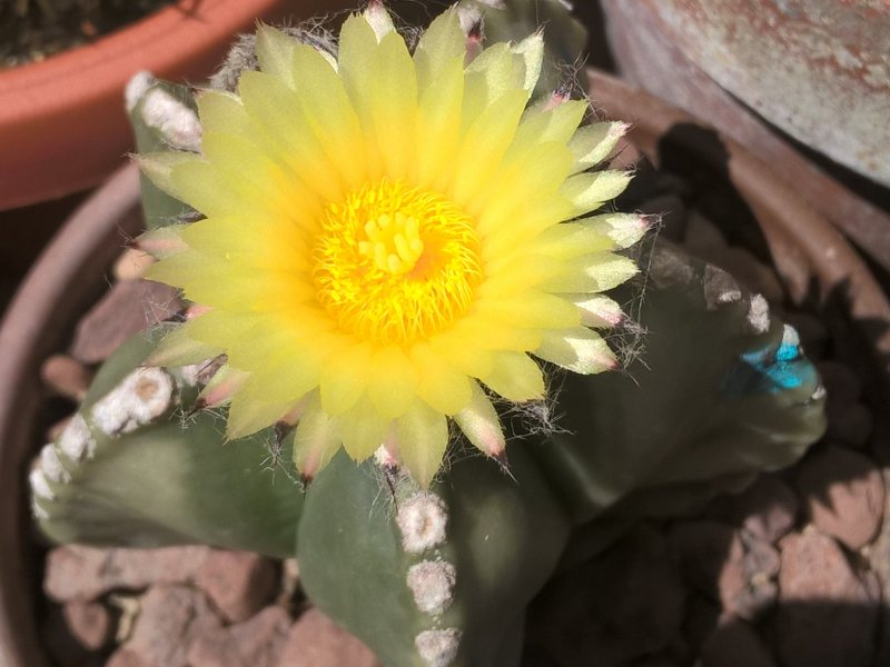 Astrophytum myriostigma v. nudum 