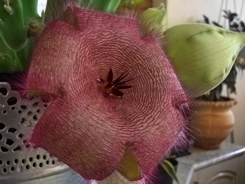 Stapelia grandiflora 