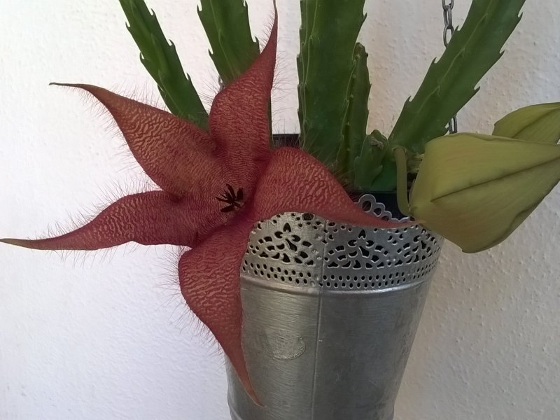 Stapelia grandiflora 