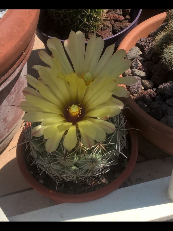 Coryphantha cornifera 