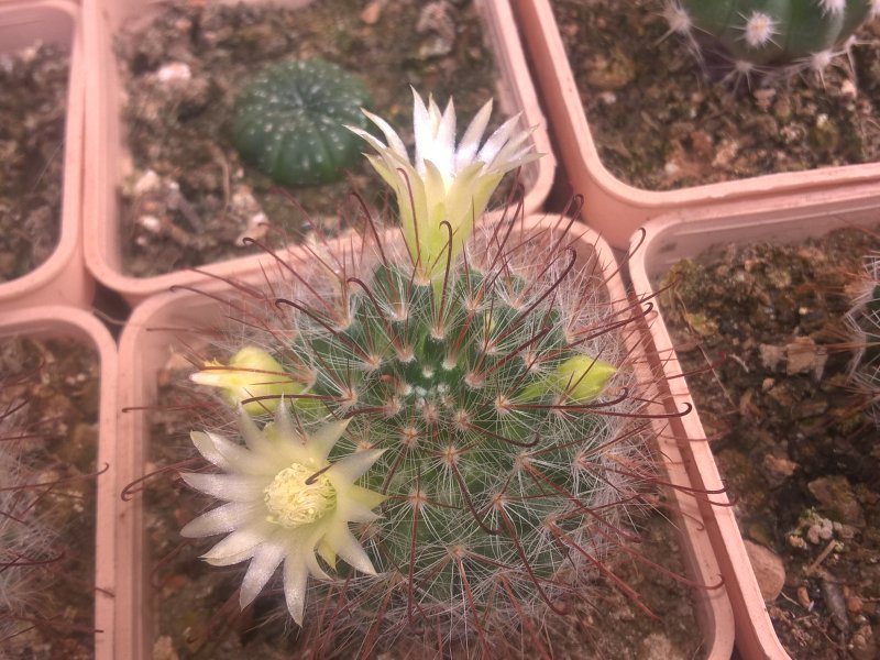 Mammillaria jaliscana 