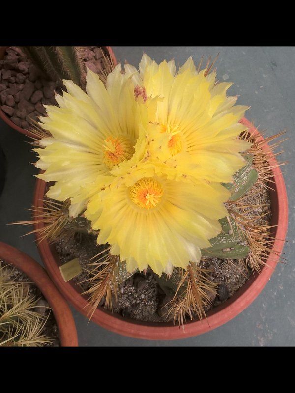 Astrophytum ornatum 