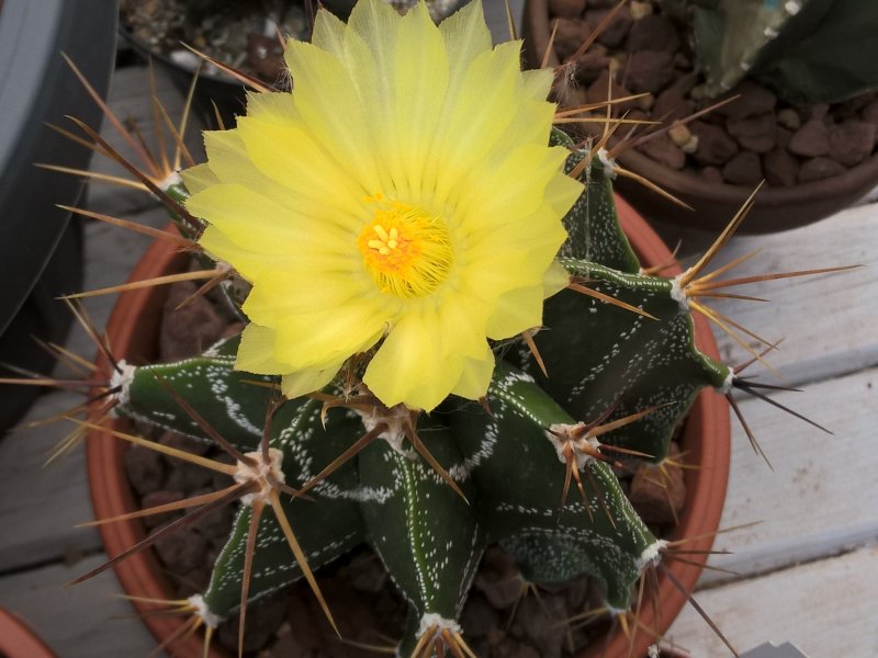 Astrophytum ornatum 