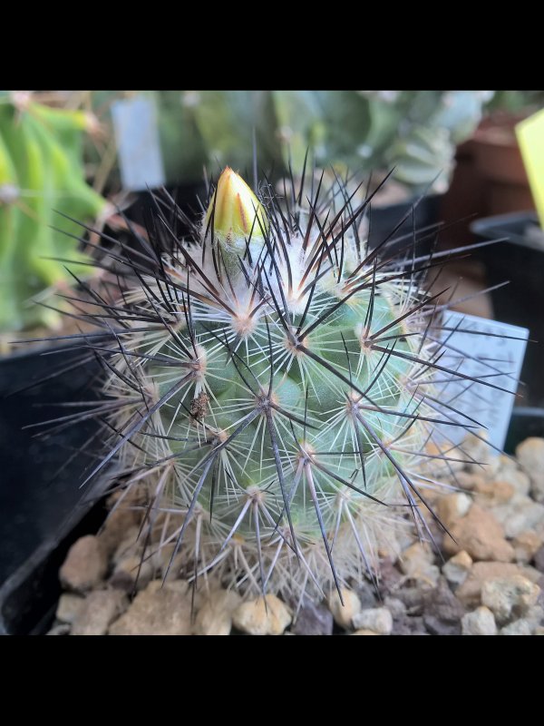 Turbinicarpus viereckii v. major L730